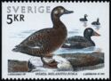 Velvet Scoter (Melanitta fusca)