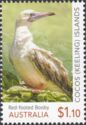 Red-footed Booby (Sula sula)