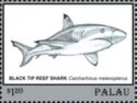 Black Tip Reef Shark