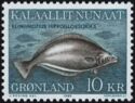 Greenland Halibut (Reinhardtius hippoglossoides)