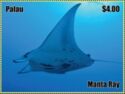 Manta Ray