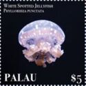 White Spotted Jellyfish
