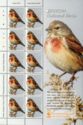 Eurasian Linnet (Linaria cannabina)