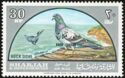 Rock Dove (Columba livia)