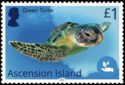 Green Turtle (Chelonia mydas)