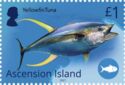 Yellowfin Tuna (Thunnus albacares)