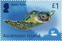 Green Turtle (Chelonia mydas)