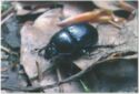 Anoplotrupes stercorosus - 2/8
