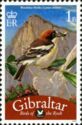 Woodchat Shrike (Lanius senator)