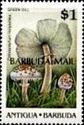 Green Gill (Chlorophyllum molybdites) - Overprinted