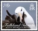 Black-Browed Albatross (Thalassarche melanophris)