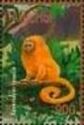 Golden Lion Tamarin (Leontopithecus rosalia)