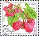 Raspberry (Rubus idaeus)