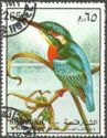 Common Kingfisher (Alcedo atthis)