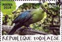 Knysna Turaco (Tauraco corythaix)