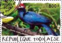 Violet Turaco (Musophaga violacea)