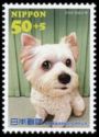 "Love" - Male Yorkshire Terrier from Tokyo Pref.