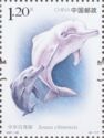Indo-Pacific Humpback Dolphin (Sousa chinensis)