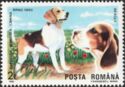 Beagle (Canis lupus familiaris)