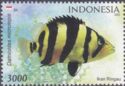 Indonesian Tiger Datnoid (Datnioides microlepis)