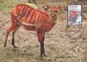 Sitatunga (Tragelaphus spekii)