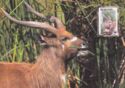 Sitatunga (Tragelaphus spekii)