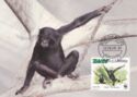 Bonobo (Pan paniscus)