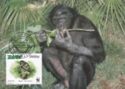 Bonobo (Pan paniscus)