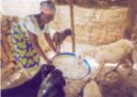 Mali: a woman feeds her goats