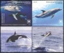 Whales & Dolphins of the World