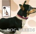 Fauna Dog Breeds
