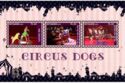 Circus dogs