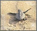 Loggerhead Sea Turtle (Caretta caretta)