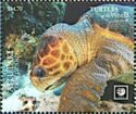 Loggerhead Sea Turtle (Caretta caretta)