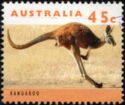 Red Kangaroo (Osphranter rufus)