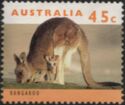 Eastern Grey Kangaroo (Macropus giganteus)