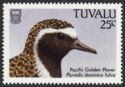 Pacific Golden Plover (Pluvialis dominica fulva)