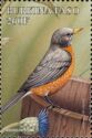 American Robin (Turdus migratorius)