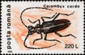 Greater Capricorn Beetle (Cerambyx cerdo)