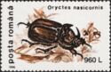 European Rhinoceros Beetle (Oryctes nasicornis)