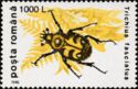 Bee Beetle (Trichius fasciatus)