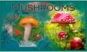 Mushrooms