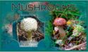 Mushrooms