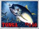 Yellow Fin Tuna (Thunnus albacares)