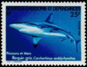 Grey Reef Shark (Carcharhinus amblyrhynchos)