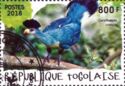 Great Blue Turaco (Corythaeola cristata)