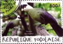 White-crested Turaco (Tauraco leucolophus)