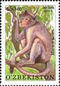 Toque Macaque (Macaca sinica)