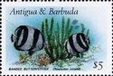 Banded Butterflyfish (Chaetodon striatus)