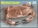 Brown Crab (Cancer pagurus)
